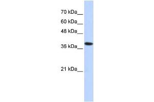 Western Blotting (WB) image for anti-ATPase, H+/K+ Exchanging, beta Polypeptide (ATP4b) (Middle Region) antibody (ABIN2781819)