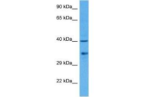 Host:  Rabbit  Target Name:  IRF1  Sample Tissue:  Rat Liver  Antibody Dilution:  1ug/ml