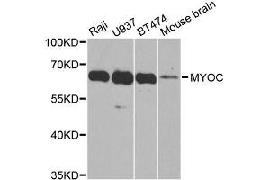 Western blot analysis of extracts of various cell lines, using MYOC antibody. (MYOC Antikörper)