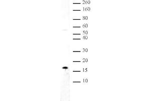 Histone H3 dimethyl Lys36 antibody tested by Western blot. (Histone 3 Antikörper  (H3K36me2))