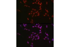 Immunofluorescence analysis of U2OS cells using CREB1 Rabbit pAb (ABIN7266053) at dilution of 1:50 (40x lens). (CREB1 Antikörper  (AA 1-341))