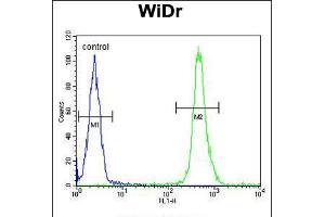 Flow cytometric analysis of WiDr cells (right histogram) compared to a negative control cell (left histogram). (VPS26A Antikörper  (AA 263-291))