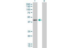 Western Blot analysis of MAPK13 expression in transfected 293T cell line by MAPK13 MaxPab polyclonal antibody. (MAPK13 Antikörper  (AA 1-365))