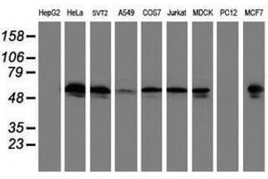 Image no. 1 for anti-Tubulin, alpha-Like 3 (TUBAL3) (AA 150-446) antibody (ABIN1490957) (TUBAL3 Antikörper  (AA 150-446))