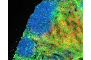 Immunofluorescence (IF) image for anti-CD8a Molecule (CD8A) antibody (Alexa Fluor 647) (ABIN2657864) (CD8 alpha Antikörper  (Alexa Fluor 647))