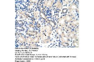 Rabbit Anti-PABPC4 Antibody  Paraffin Embedded Tissue: Human Kidney Cellular Data: Epithelial cells of renal tubule Antibody Concentration: 4. (PABPC4 Antikörper  (N-Term))