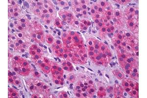 Immunohistochemistry (IHC) image for anti-Solute Carrier Family 17 (Vesicular Glutamate Transporter), Member 7 (SLC17A7) (AA 501-514) antibody (ABIN462523)