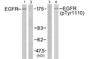 Western blot analysis of extracts from A431 cells untreated or treated with EGF (200ng/ml, 5min), using EGFR (Ab-1110) antibody (E021256, Lane 1 and 2) and EGFR (phospho-Tyr1110) antibody (E011264, Lane 3 and 4). (EGFR Antikörper)