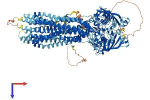 ABCB4 Protein (AA 1-1276) (His tag)