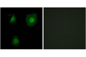 Immunofluorescence (IF) image for anti-EP300 Interacting Inhibitor of Differentiation 1 (EID1) (AA 71-120) antibody (ABIN2889832) (EID1 Antikörper  (AA 71-120))