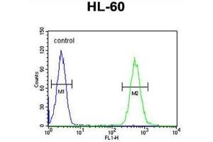 BTNL3 Antibody (C-term) flow cytometric analysis of HL-60 cells (right histogram) compared to a negative control cell (left histogram). (BTNL3 Antikörper  (C-Term))