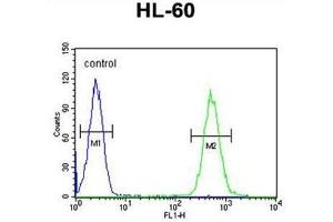 BTNL3 Antibody (C-term) flow cytometric analysis of HL-60 cells (right histogram) compared to a negative control cell (left histogram).