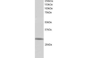 ABIN184998 staining (1 ug/ml) of Human Testis lysate (RIPA buffer, 30 ug total protein per lane). (RNF141 Antikörper  (C-Term))