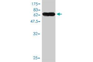 Western Blotting (WB) image for anti-Junctional Adhesion Molecule 2 (JAM2) (AA 29-298) antibody (ABIN566190)