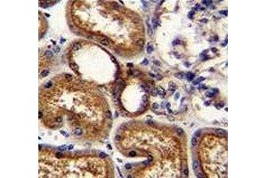 WT1 antibody immunohistochemistry analysis in formalin fixed and paraffin embedded human kidney tissue.