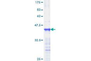 Image no. 1 for Peroxisome Proliferator-Activated Receptor delta (PPARD) (AA 56-165) protein (GST tag) (ABIN1315833) (PPARD Protein (AA 56-165) (GST tag))