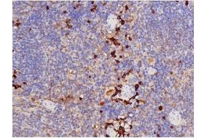 ABIN6267358 at 1/200 staining Mouse spleen tissue sections by IHC-P.