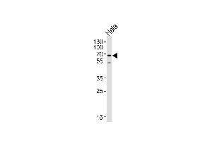 NAP1L2 Antikörper  (N-Term)