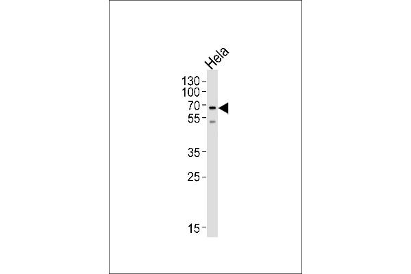 NAP1L2 Antikörper  (N-Term)