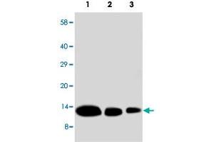 Western blot analysis of recombinate human CXCL9 protein with CXCL9 polyclonal antibody . (CXCL9 Antikörper  (N-Term))