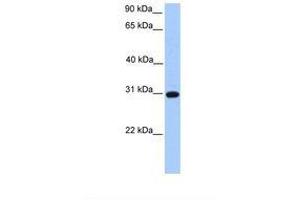 Image no. 1 for anti-Electron-Transfer-Flavoprotein, beta Polypeptide (ETFB) (AA 182-231) antibody (ABIN6738944) (ETFB Antikörper  (AA 182-231))