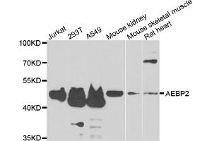 Western blot analysis of extracts of various cell lines, using AEBP2 antibody (ABIN5975286) at 1/1000 dilution. (AEBP2 Antikörper)