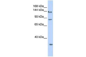 Western Blotting (WB) image for anti-SIN3 homolog A, transcription regulator (SIN3A) antibody (ABIN2457956) (SIN3A Antikörper)