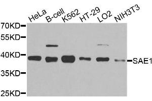Western blot analysis of extracts of various cell lines, using SAE1 antibody. (SAE1 Antikörper  (AA 1-346))