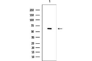 Western blot analysis of lysates from HepG2 cells(LPS 4h treatment), using PKM2 Mouse Monoclonal Antibody at 1/1000 dilution.
