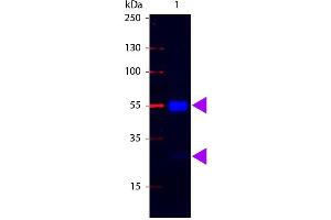 Western Blot of Fluorescein conjugated Rabbit anti-Swine IgG antibody. (Kaninchen anti-Schwein IgG (Heavy & Light Chain) Antikörper (FITC) - Preadsorbed)