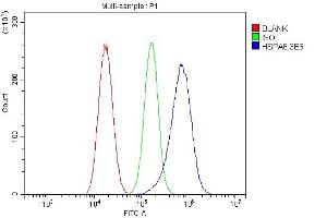 Flow Cytometry analysis of A549 cells using anti- Hsc70 antibody (ABIN7601962). (Hsc70 Antikörper  (AA 520-614))