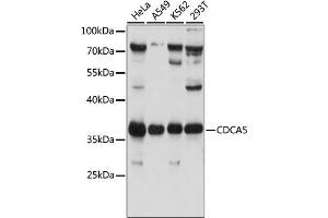 Western blot analysis of extracts of various cell lines, using CDC antibody (ABIN7266263) at 1:1000 dilution. (CDCA5 Antikörper  (AA 70-150))