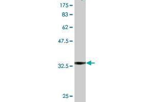 Western Blot detection against Immunogen (36. (NDST1 Antikörper  (AA 38-136))