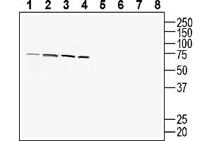 Western blot analysis of human  MG glioblastoma cell line lysate (lanes 1 and 5), human  colon adenocarcinoma cell line lysate (lanes 2 and 6), human  monocytic leukemia cell line lysate (lanes 3 and 7) and mouse  microglia cell line lysate (lanes 4 and 8):1-4. (PACC1 (AA 95-110), (Extracellular) Antikörper)