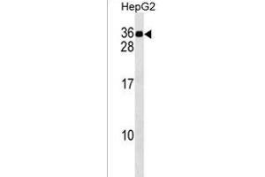 MND1 Antibody (C-term) (ABIN1536784 and ABIN2849595) western blot analysis in HepG2 cell line lysates (35 μg/lane). (MND1 Antikörper  (C-Term))