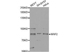Western blot analysis of extracts of various cell lines, using MAP2 antibody. (MAP2 Antikörper  (AA 260-559))
