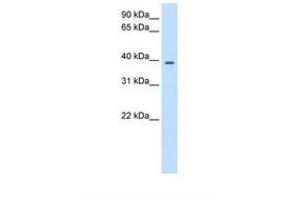 Image no. 1 for anti-Proteasome (Prosome, Macropain) 26S Subunit, Non-ATPase, 6 (PSMD6) (AA 54-103) antibody (ABIN324269)