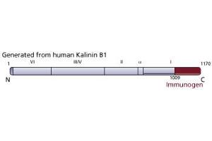 Image no. 1 for anti-Kalinin B1 (AA 1009-1170) antibody (ABIN967961) (Kalinin B1 (AA 1009-1170) Antikörper)