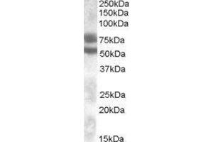 Western Blotting (WB) image for Dachshund 1 (DACH1) peptide (ABIN370462) (Dachshund 1 (DACH1) Peptid)