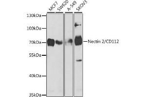 Western blot analysis of extracts of various cell lines, using Nectin 2/CD112 antibody (ABIN6132245, ABIN6146511, ABIN6146512 and ABIN6221024) at 1:1000 dilution. (PVRL2 Antikörper  (AA 382-479))