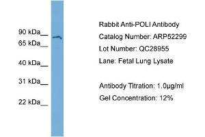 WB Suggested Anti-POLI  Antibody Titration: 0.