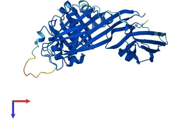 AP1m2 Protein (AA 1-423) (His tag)
