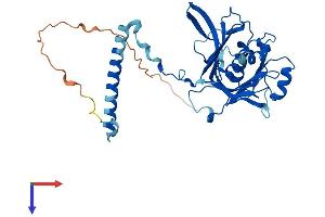RPF1 Protein (AA 1-349) (His tag)