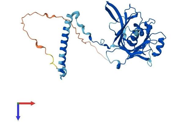 RPF1 Protein (AA 1-349) (His tag)