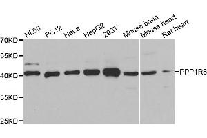 Western blot analysis of extracts of various cell lines, using PPP1R8 antibody. (PPP1R8 Antikörper)