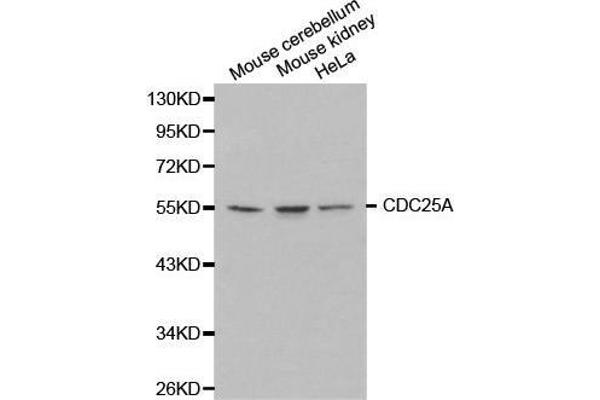 CDC25A Antikörper  (AA 235-484)