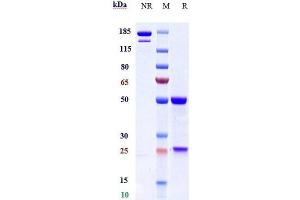 Anti-MASP2 Reference Antibody (narsoplimab) on SDS-PAGE under reducing (R) condition.