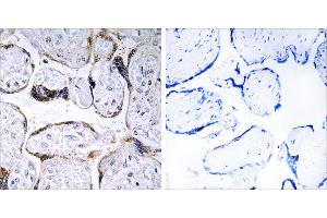 Peptide - +Immunohistochemistry analysis of paraffin-embedded human placenta tissue using ELOVL3 antibody. (ELOVL3 Antikörper  (Internal Region))