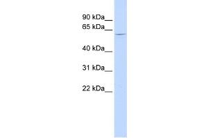 WB Suggested Anti-NT5C1B Antibody Titration: 0.