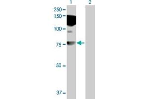 Western Blot analysis of HDX expression in transfected 293T cell line by HDX MaxPab polyclonal antibody. (HDX Antikörper  (AA 1-690))